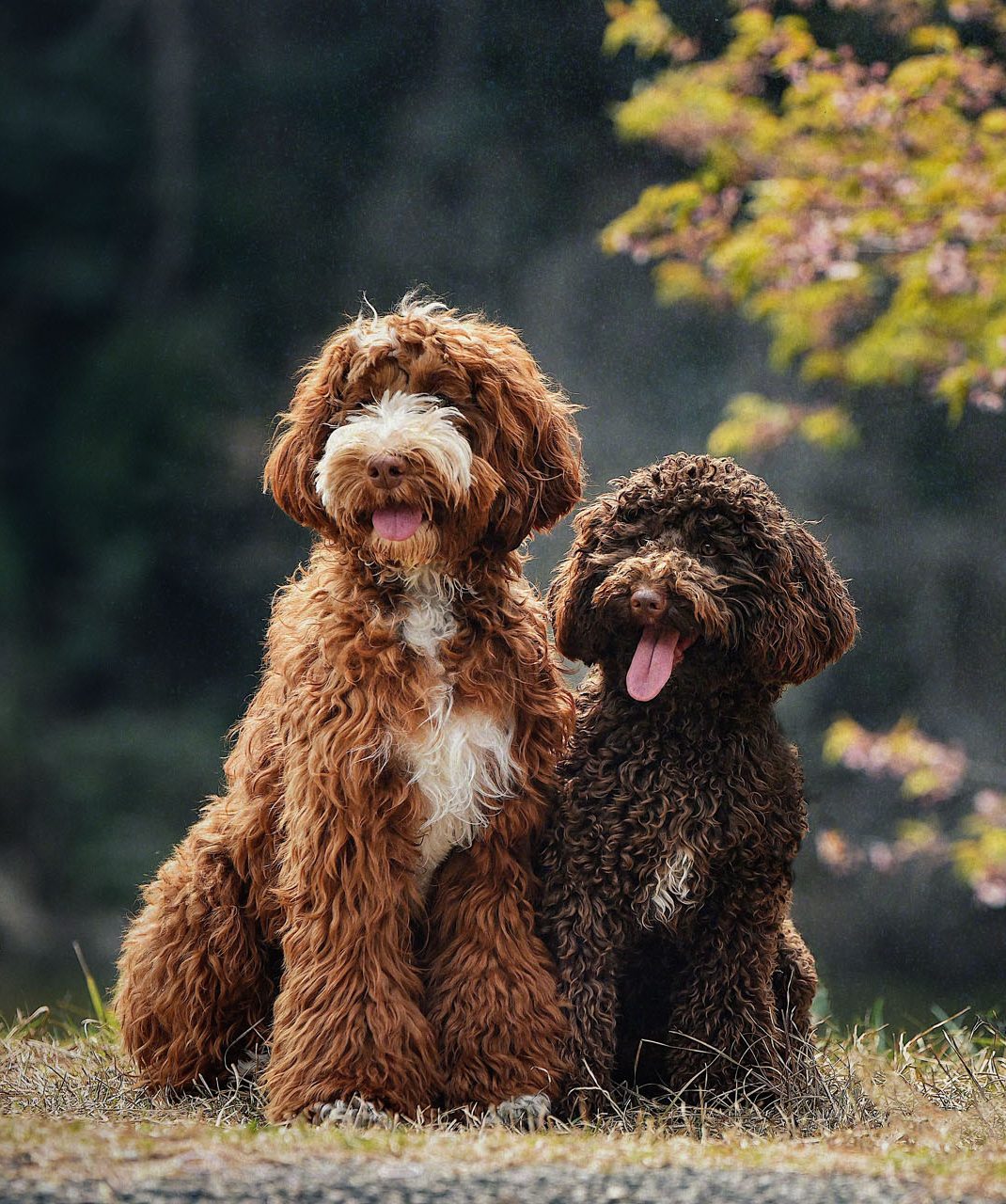 Veterinarian in North Richland Hills, TX